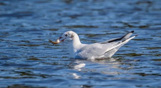 Research more wild animals than expected have bird flu