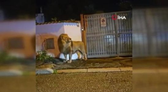 Social media is talking about it The lion that escaped