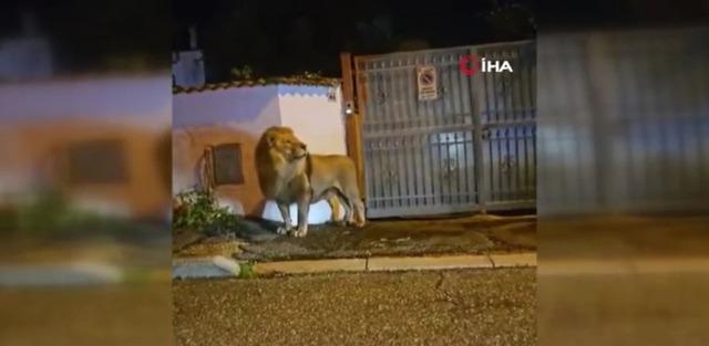 Social media is talking about it The lion that escaped