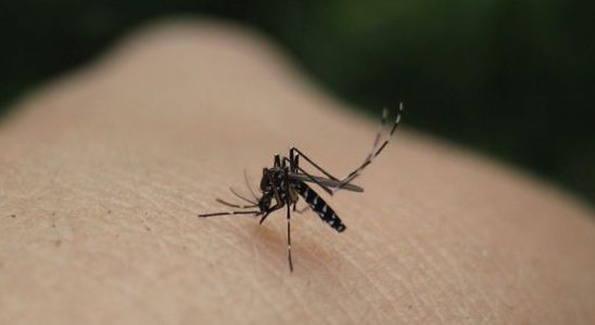 The tiger mosquito has been found at these 25 locations