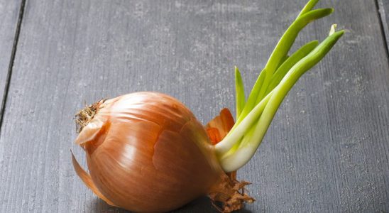 Theres one thing you should never do with sprouted onions
