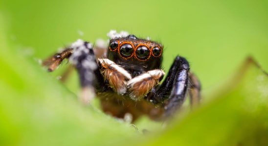 This spider sings and scientists managed to record it