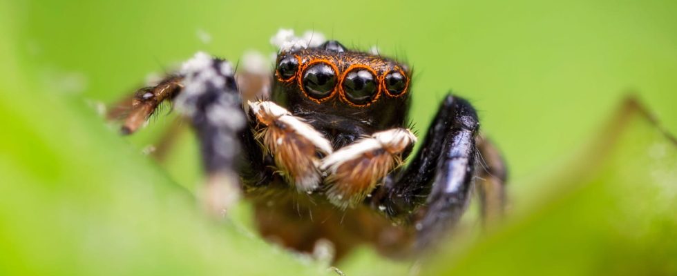 This spider sings and scientists managed to record it