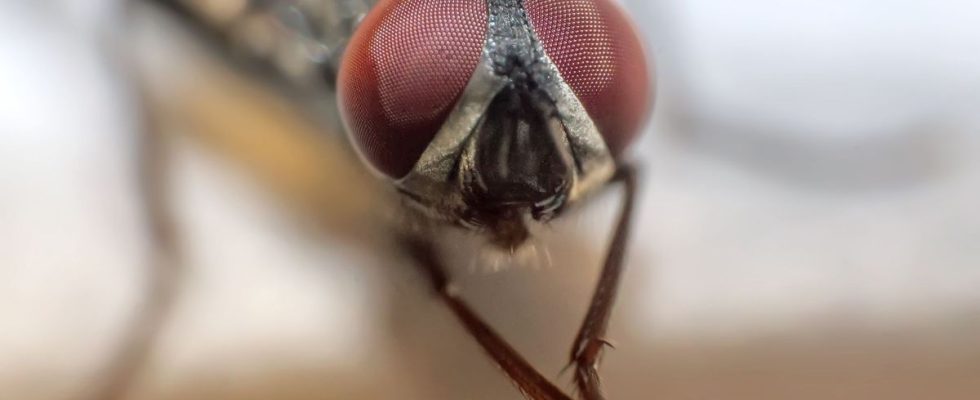 Unusual a fly discovered intact in a patients colon