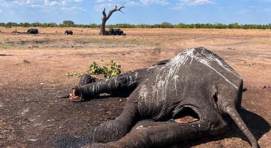 100 elephants dead from climate change