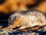 A wanted golden mole surfaced in South Africa after 90