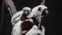 A zoo celebrates the birth of an extremely endangered lemur