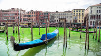 Activists painted Venices main canal green mayor enraged by