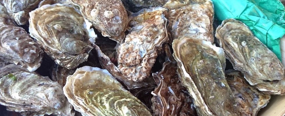Alert oysters from this French production area are prohibited for