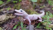 Animal news from Florida extremely rare white alligator born