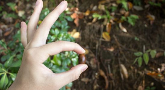 Are acorns edible or not Edible or toxic
