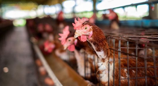 Avian flu among our European neighbors should we be worried