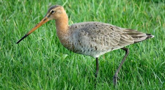 Black tailed Godwit had more success breeding this year