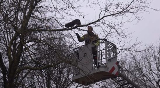 Cat in tree falls 10 meters during rescue operation
