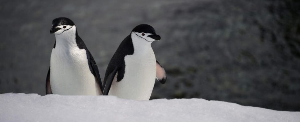 Chinstrap penguins take more than 10000 naps per day
