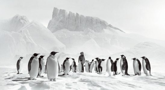 Cinema Journey to the South Pole by Luc Jacquet a
