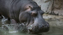 Colombia took real action Pablo Escobars cocaine hippos are sterilized