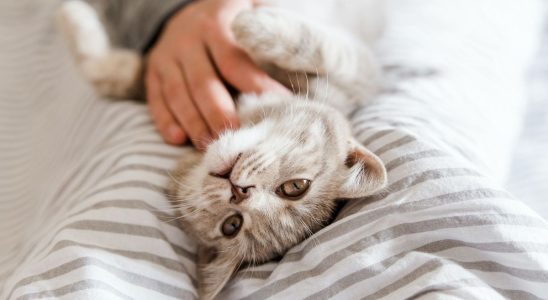 Does having a cat really increase the risk of schizophrenia