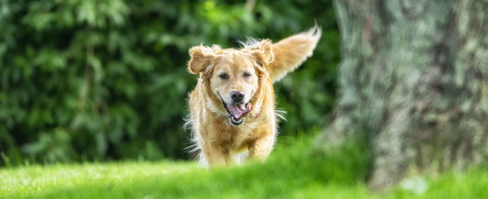 Extend the life of your dog Anti aging treatments for animals