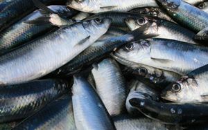 Feste Cia 11 billion for fish spending and prices at