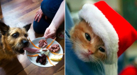 Here are the Christmas dangers for pets