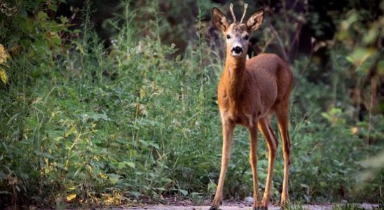 No bluetongue in weakened and distressed deer