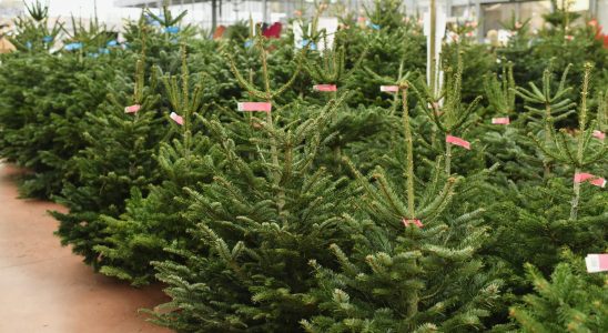 Nursery growers know it well the tree can keep its