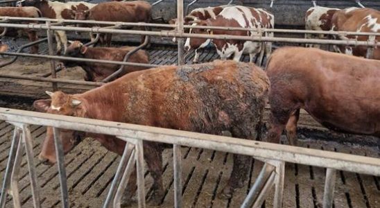 Spakenburg farmer who neglected 128 cows hears sentence 20000 euros
