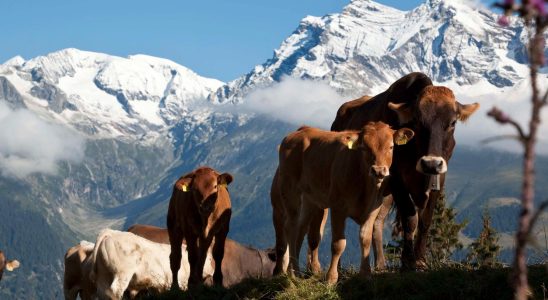 Switzerland will hold a referendum – on cowbells