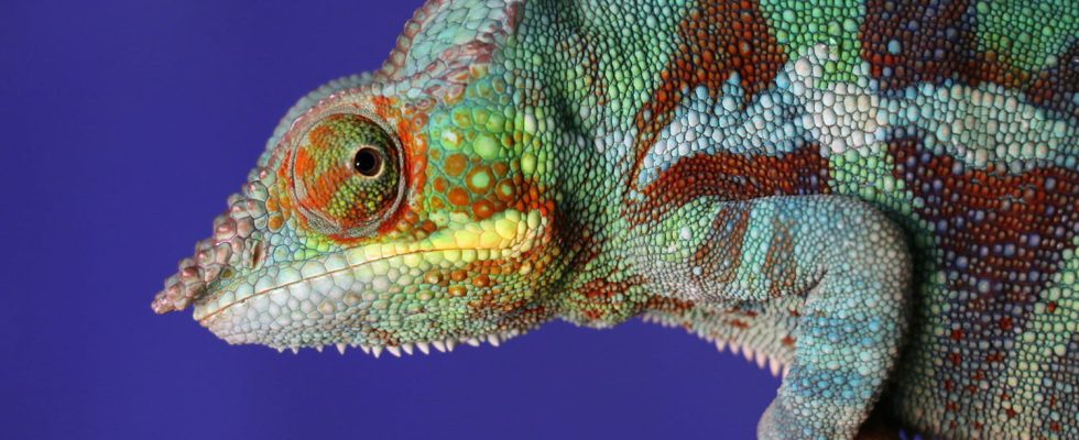 The Chameleon Trojan is making a comeback on Android smartphones