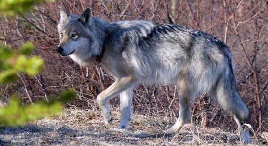 The European Union wants to lower protection for wolves and