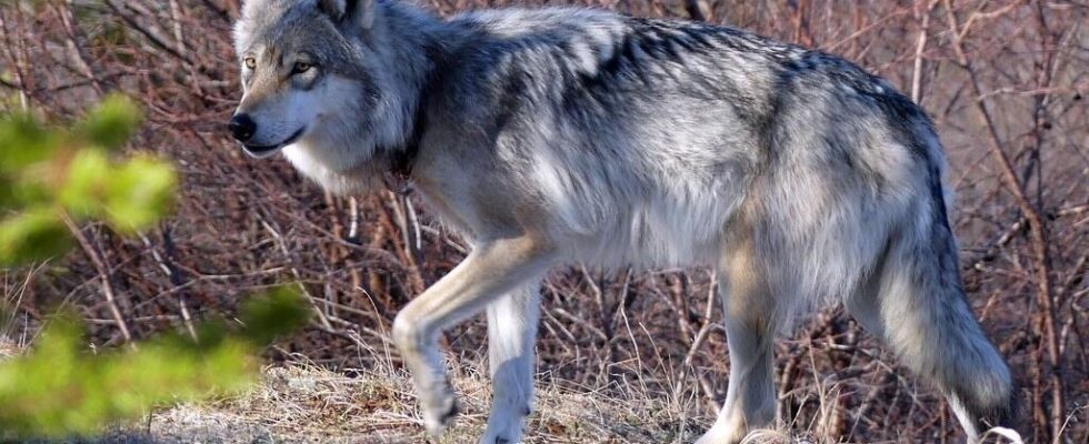 The European Union wants to lower protection for wolves and
