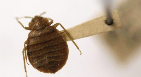 The Sniper insecticide used against bedbugs is dangerous ANSES warns