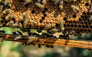 The breakfast Directive arrives to support beekeepers