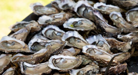 These oysters consumed everywhere in France banned for sale