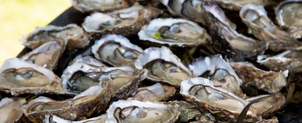 These oysters consumed everywhere in France banned for sale