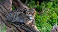 They want to revive the Scottish wildcat by modifying