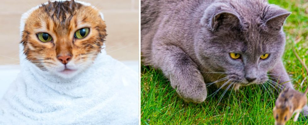 This is why your cat vomits on carpets