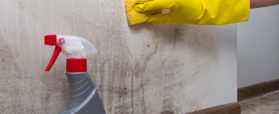 This solution helps destroy mold on your walls in just