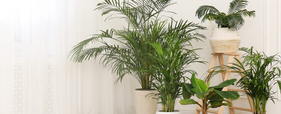 This tropical plant will put an end to mold and