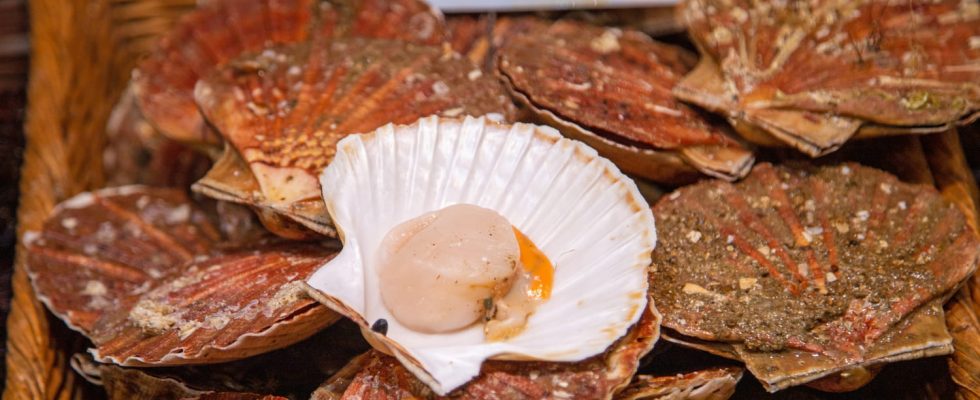 To eat scallops without breaking the bank at Christmas heres