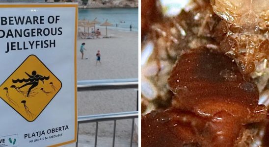 Tourists in Greece are deceived with false signs Closed beach
