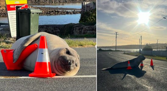 Viral seal Neil glides through streets and squares