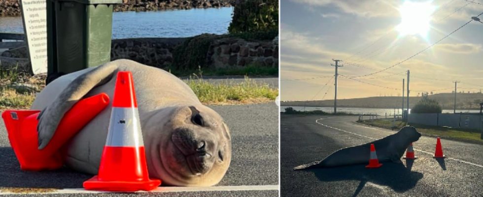 Viral seal Neil glides through streets and squares