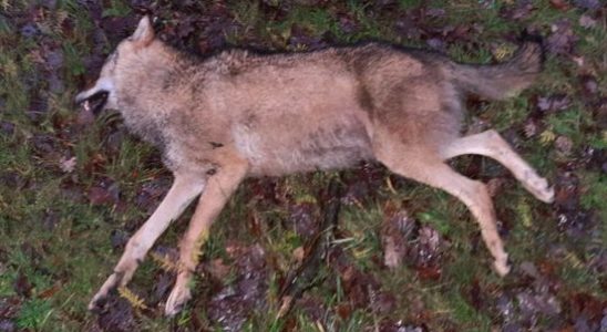 Wolf killed at estate in Leusden Province is negligent