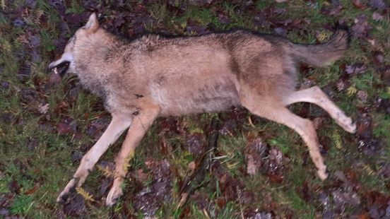 Wolf killed at estate in Leusden Province is negligent