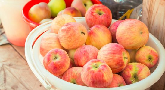 Your apples will be much crunchier if you store them