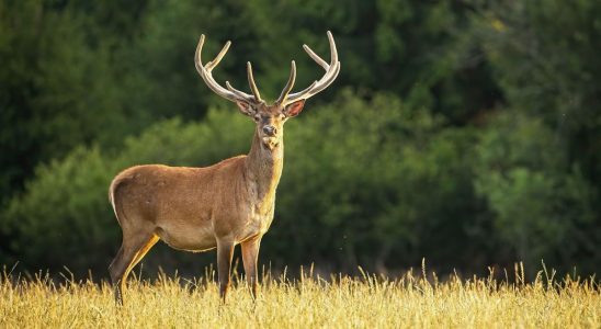 Zombie deer disease alert what is the risk of it