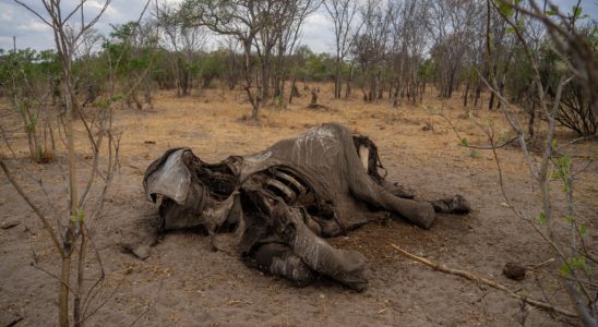 a hundred elephants died due to drought and lack of