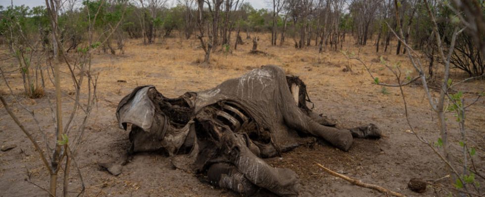 a hundred elephants died due to drought and lack of
